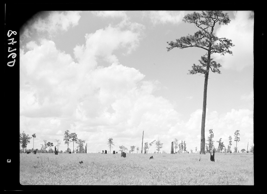 Cut-over land. Irwin County, Georgia