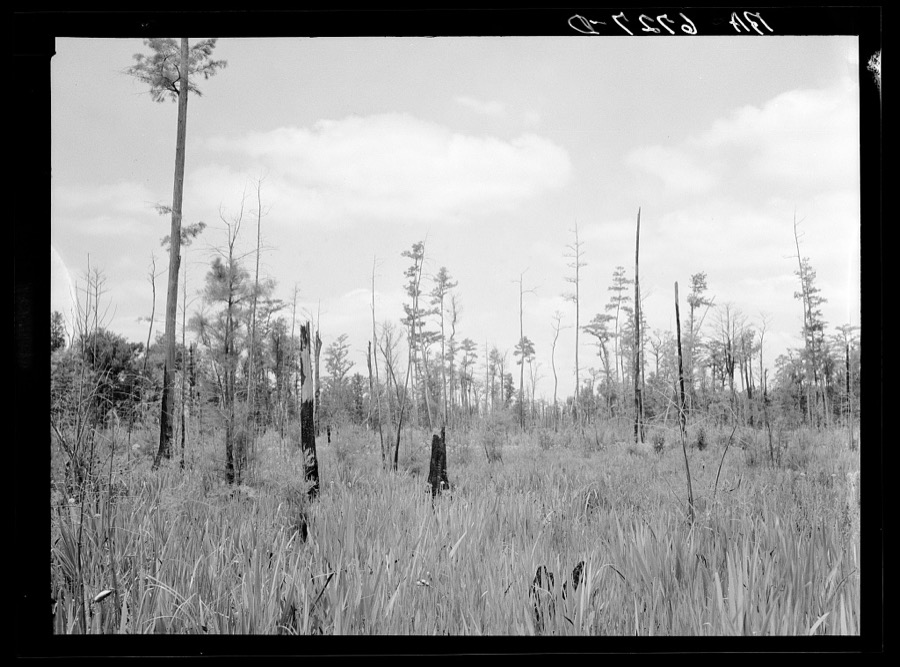 Marsh area on edge of Okefenokee Swamp, part of purchase area of Coastal Flatwoods upland game conservation project. Near Waycross, Georgia