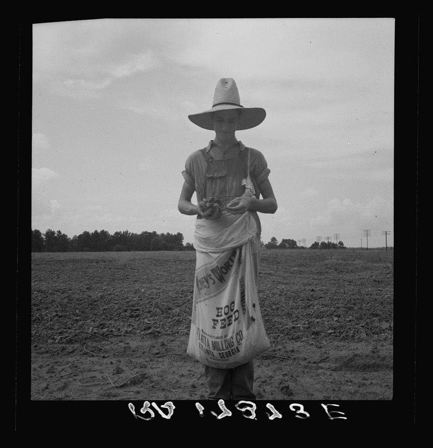 Farm boy with sack full of boll weevils which he has picked off of cotton plants. Macon County, Georgia