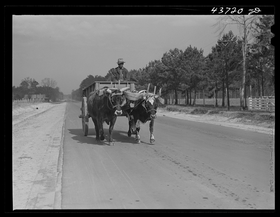 Ox-drawn cart near Hinesville, Georgia
