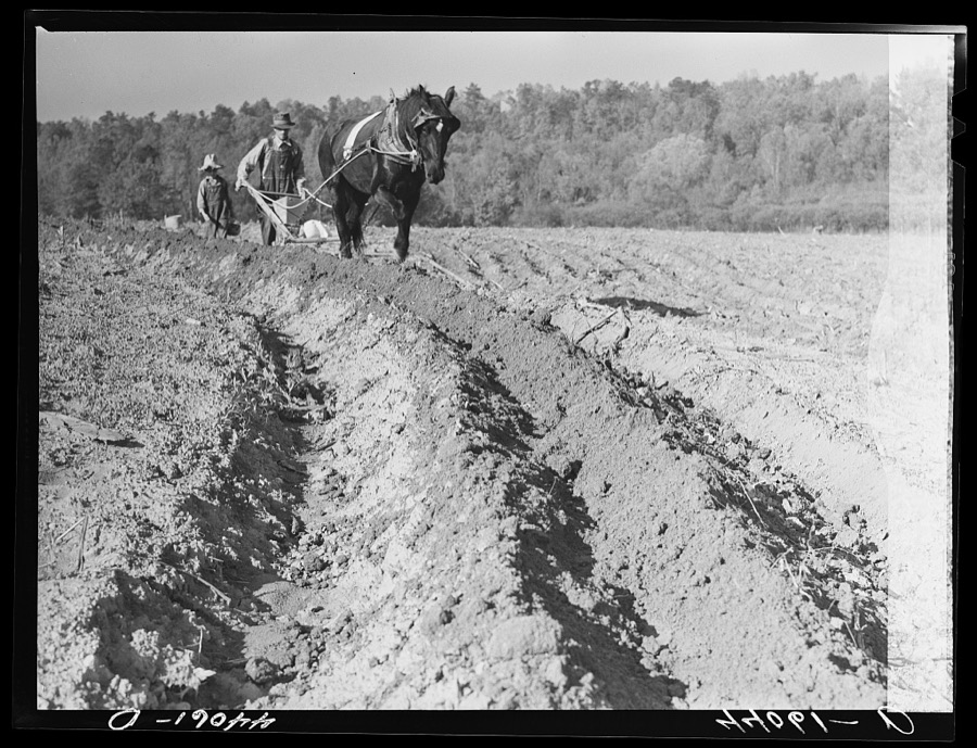 Mr. Lemuel Smith, FSA (Farm Security Administration) borrower, plowing his terraced field while son Colie is planting peas. Carroll County, Georgia (see general caption)