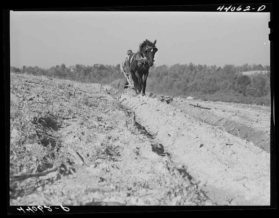 Mr. Lemuel Smith, FSA (Farm Security Administration) borrower, plowing his terraced field while son Colie is planting peas. Carroll County, Georgia (see general caption)