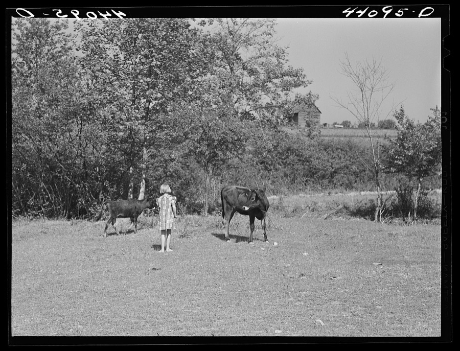 Iola Smith, daughter of Lemuel Smith, FSA (Farm Security Administration) borrower, driving their cows into the pasture. Carroll County, Georgia