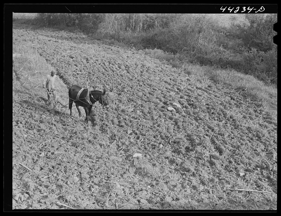 Planting cotton in Heard County, Georgia