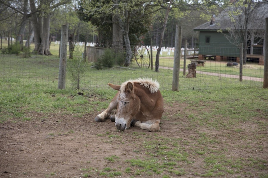 Colt in the corral at the boyhood farm of America's 39th president, Jimmy Carter, in the little community of Archery, Georgia, now part of the only slightly larger town of Plains, with which President Carter and his wife, Rosalynn, a Plains native, are usually associated