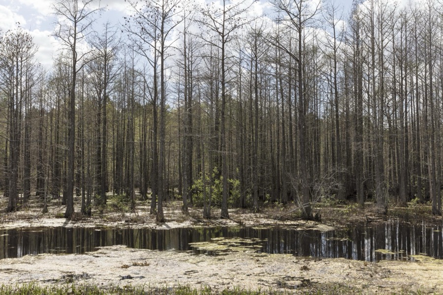 Small swamp in Smithville, Georgia