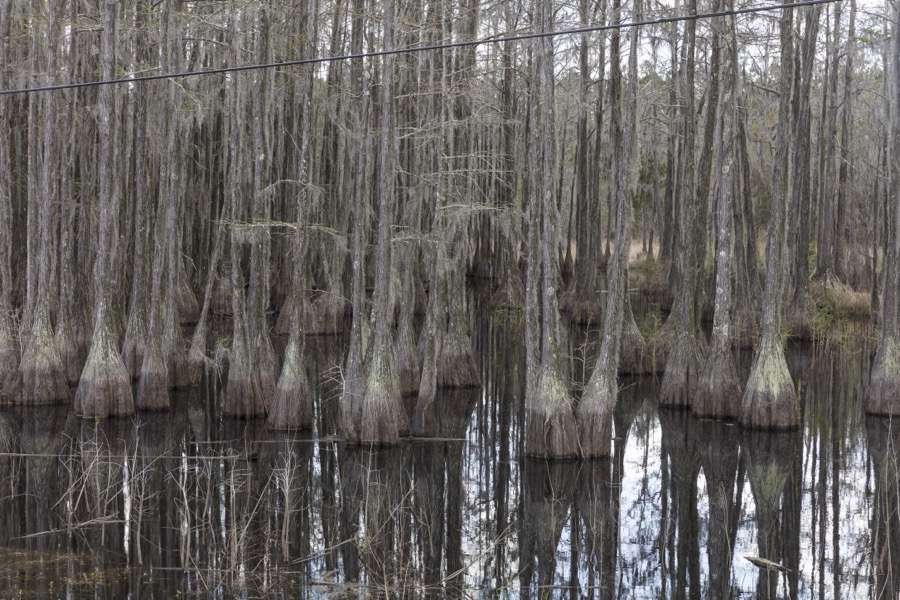 Small swamp in Smithville, Georgia