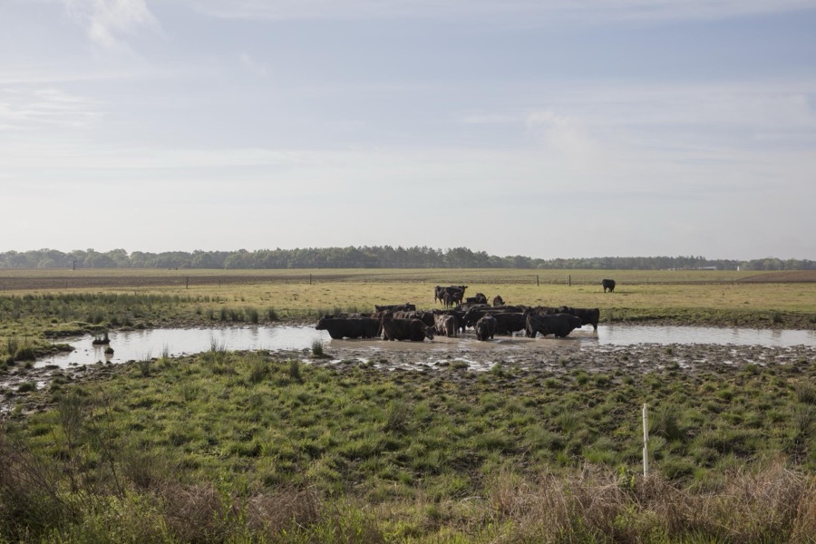 Cows seek relief from the heat in a Colquitt County, Georgia, pond