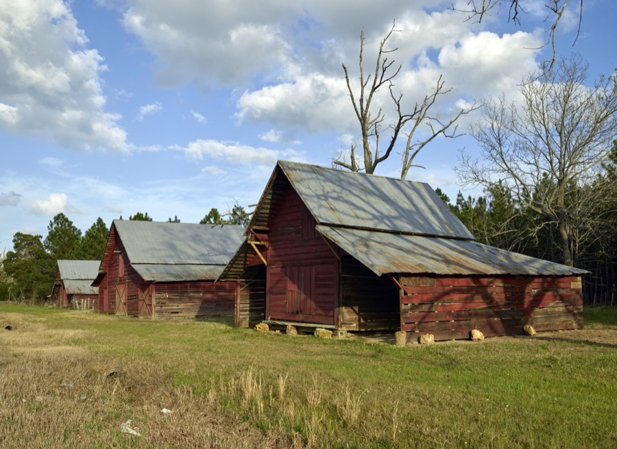 Three red barns in Bartow, an old cotton-mill town in the U.S. state of Georgia