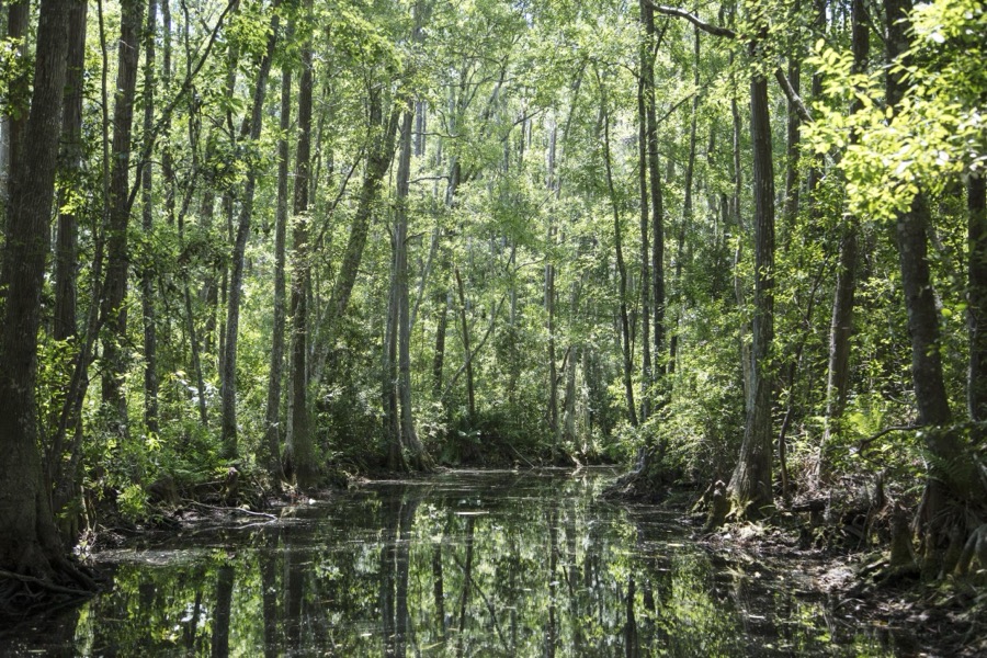 Scene from the Okefenokee Swamp Park in Waycross, Georgia