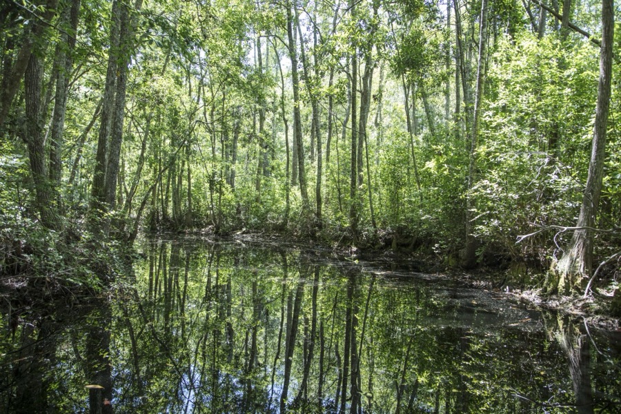 Scene from the Okefenokee Swamp Park in Waycross, Georgia