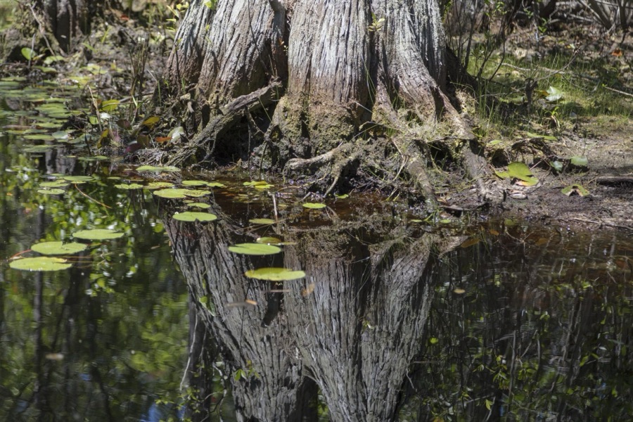 Scene from the Okefenokee Swamp Park in Waycross, Georgia
