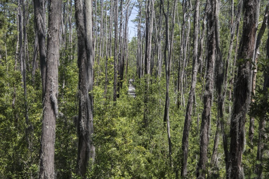 Scene from the Okefenokee Swamp Park in Waycross, Georgia