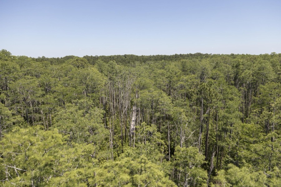 Scene from the Okefenokee Swamp Park in Waycross, Georgia