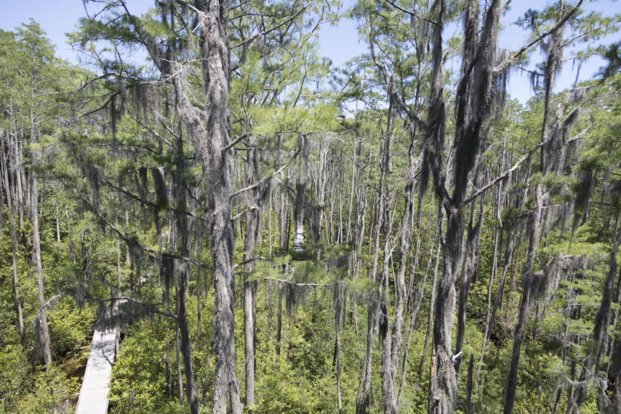 Scene from the Okefenokee Swamp Park in Waycross, Georgia