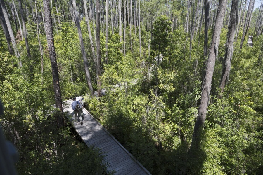 Scene from the Okefenokee Swamp Park in Waycross, Georgia