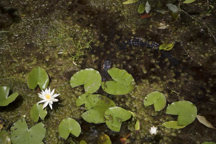Do you see something lurking in the Okefenokee Swamp Park in Waycross, Georgia? (Think alligator)