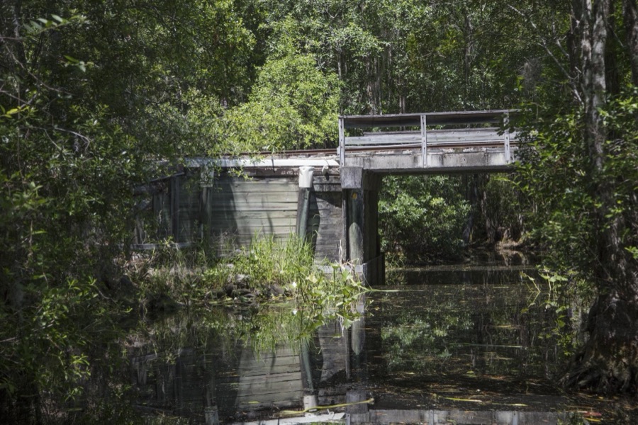 Scene from the Okefenokee Swamp Park in Waycross, Georgia