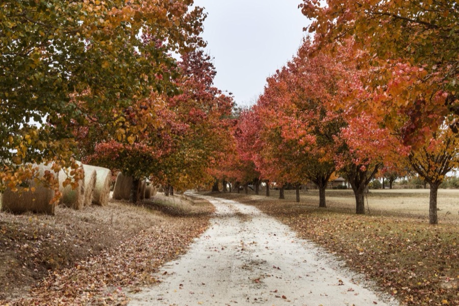 Autumn scene near Millen in northern Georgia