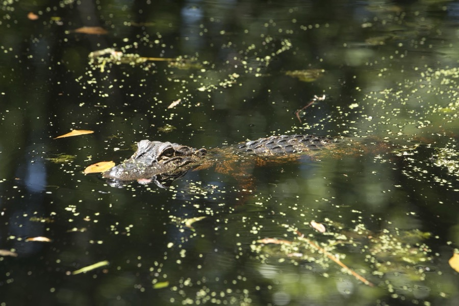 An alligator makes an appearance in the Okefenokee Swamp Park in Waycross, Georgia