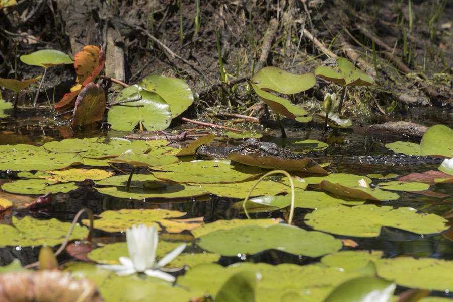 Scene from the Okefenokee Swamp Park in Waycross, Georgia