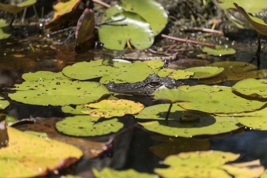 Scene from the Okefenokee Swamp Park in Waycross, Georgia