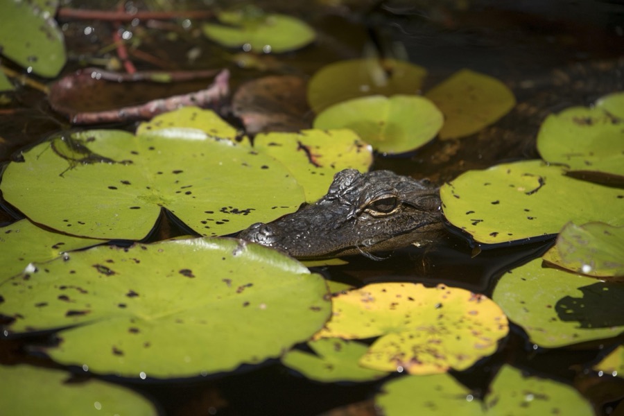 Scene from the Okefenokee Swamp Park in Waycross, Georgia