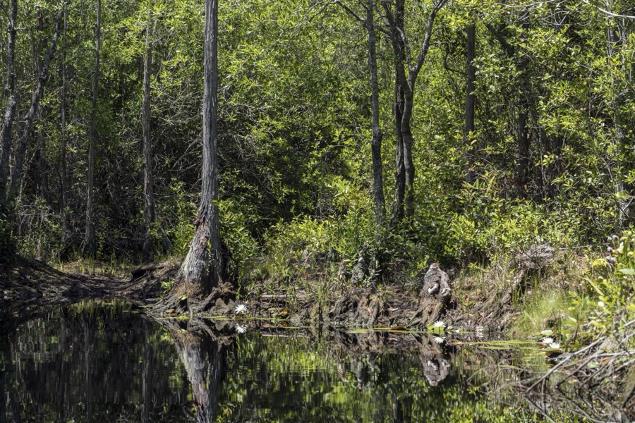 Scene from the Okefenokee Swamp Park in Waycross, Georgia