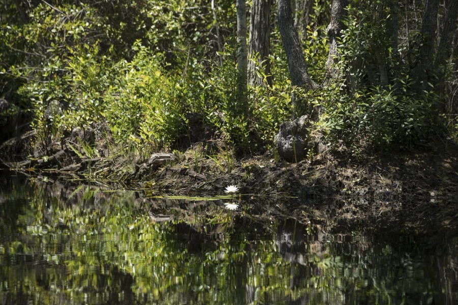 Scene from the Okefenokee Swamp Park in Waycross, Georgia