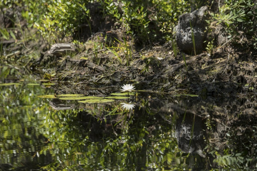 Scene from the Okefenokee Swamp Park in Waycross, Georgia