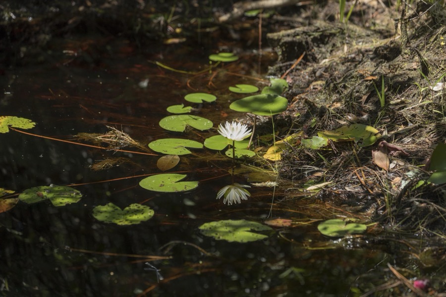 Scene from the Okefenokee Swamp Park in Waycross, Georgia