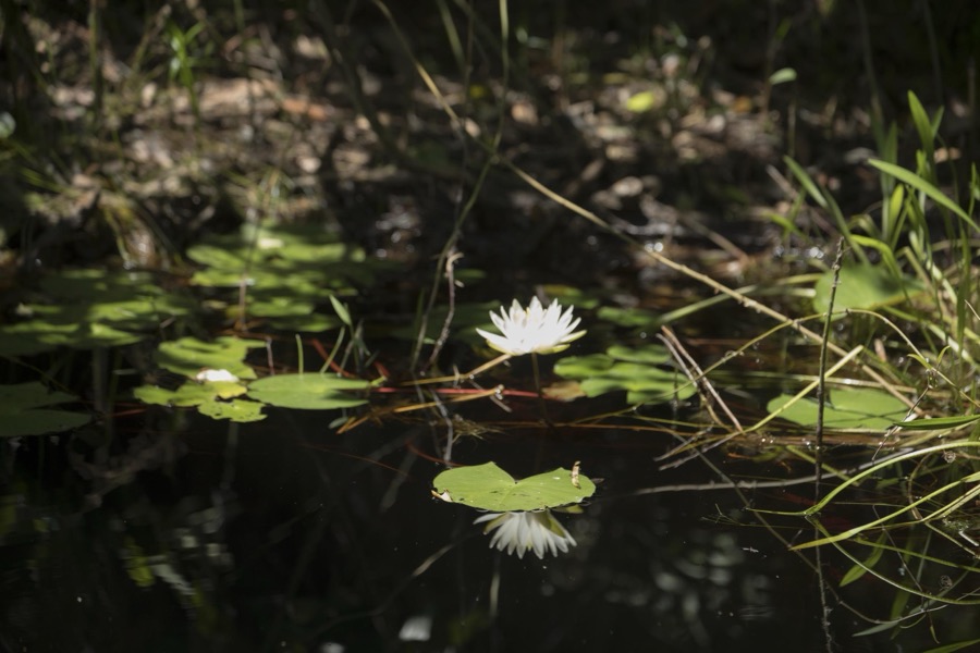 Scene from the Okefenokee Swamp Park in Waycross, Georgia