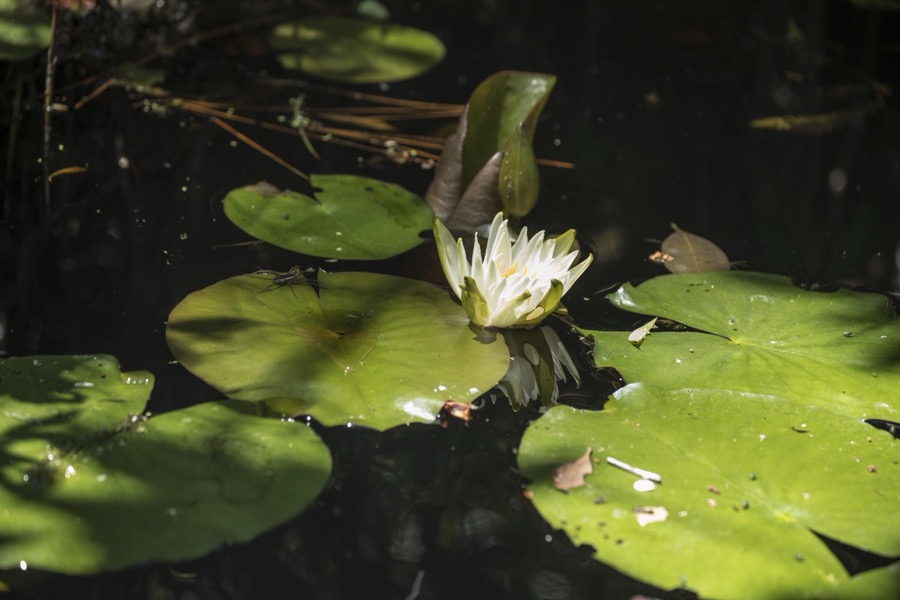 Scene from the Okefenokee Swamp Park in Waycross, Georgia