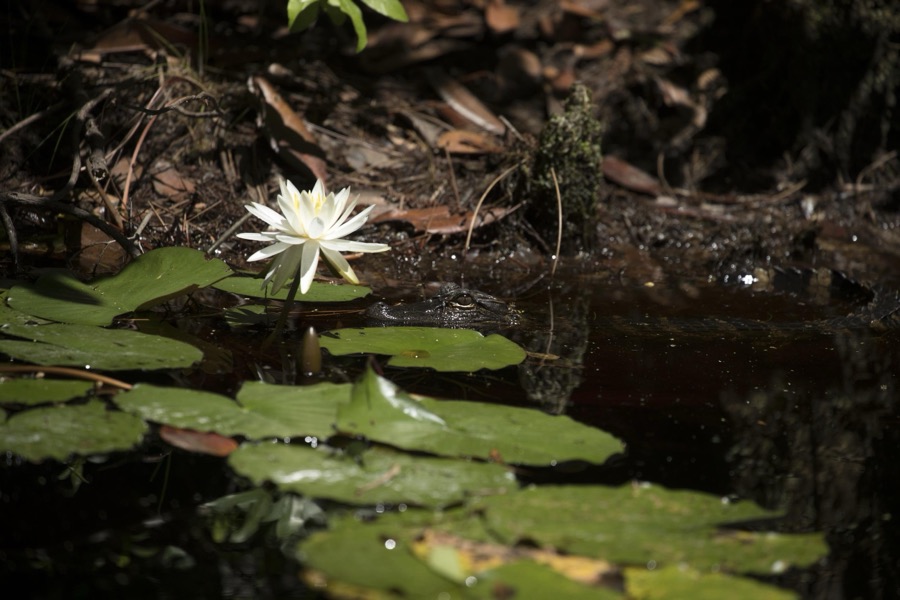 Scene from the Okefenokee Swamp Park in Waycross, Georgia