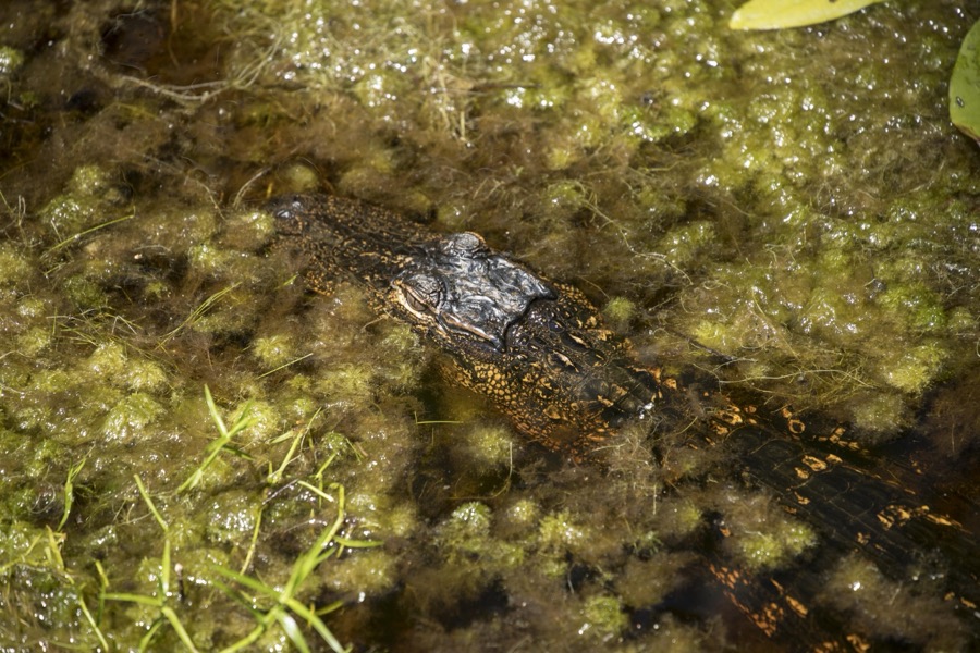An alligator makes an appearance in the Okefenokee Swamp Park in Waycross, Georgia