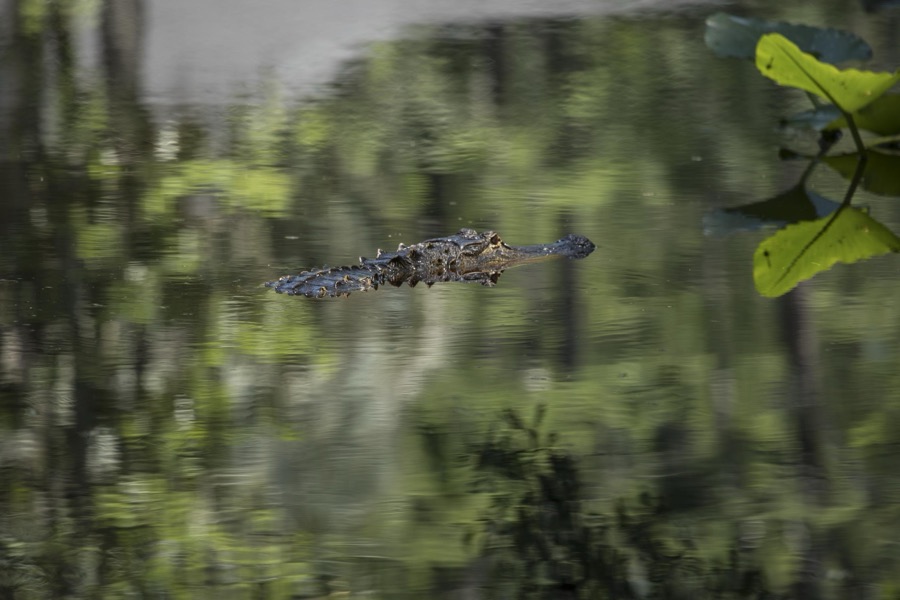 An alligator makes an appearance in the Okefenokee Swamp Park in Waycross, Georgia