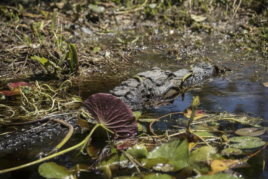 An alligator makes an appearance in the Okefenokee Swamp Park in Waycross, Georgia