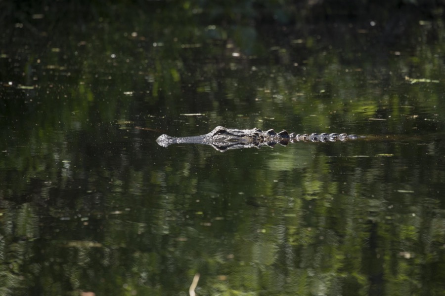 An alligator makes an appearance in the Okefenokee Swamp Park in Waycross, Georgia