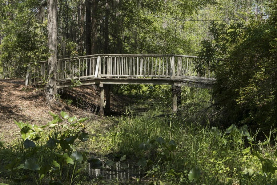 Scene from the Okefenokee Swamp Park in Waycross, Georgia
