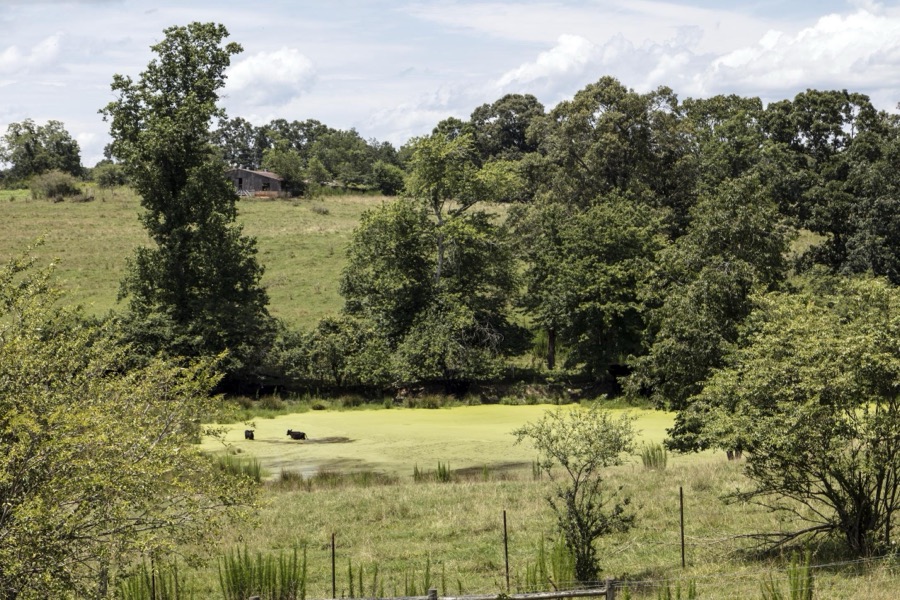 These cows on a farm in Habersham County, Georgia, don't let a little green pond scum deter them from cooling off on hot summer day