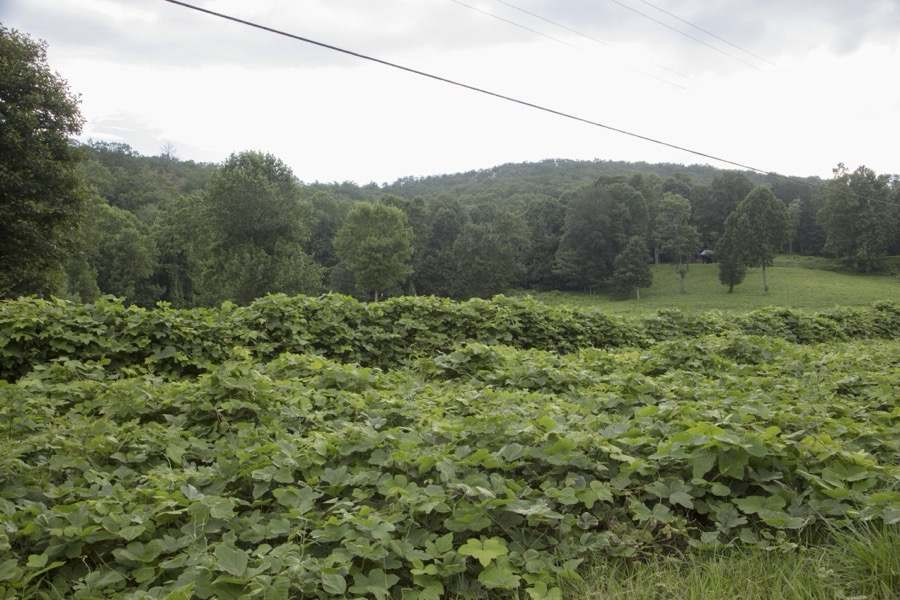 Kudzu, a pernicious invasive vine, overwhelms other vegetation along the road in Gilmer County, Georgia
