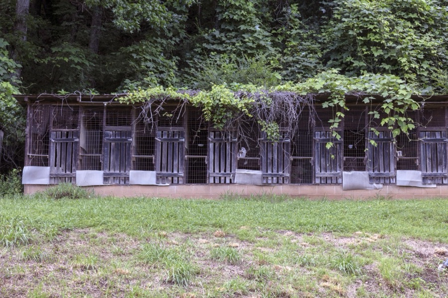 Curious pens, possibly for pigs, stand empty and overgrown by vines in Gilmer County, Georgia