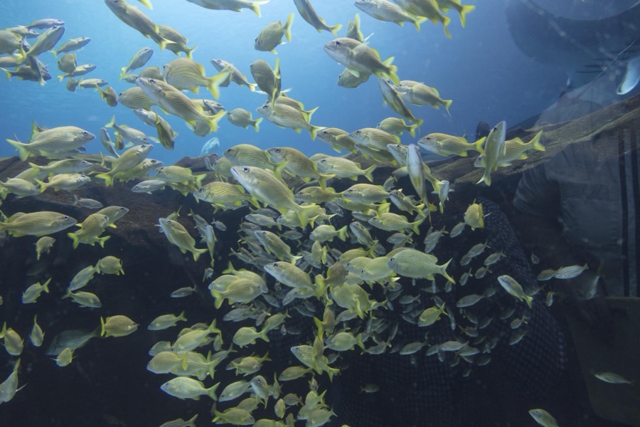Living exhibit at the Georgia Aquarium in Atlanta, the capital city of the southern U.S. state of Georgia and the state's largest city