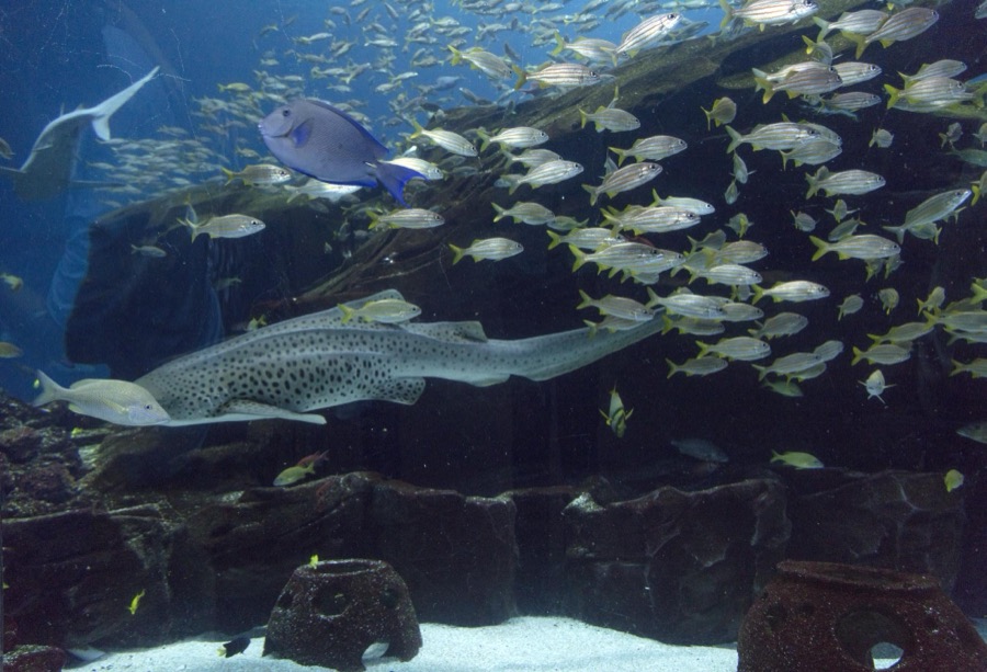 Living exhibit at the Georgia Aquarium in Atlanta, the capital city of the southern U.S. state of Georgia and the state's largest city