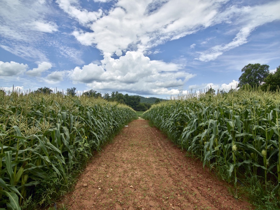 Dirt road beside a cornfield near Clarkesville in Habersham County, Georgia