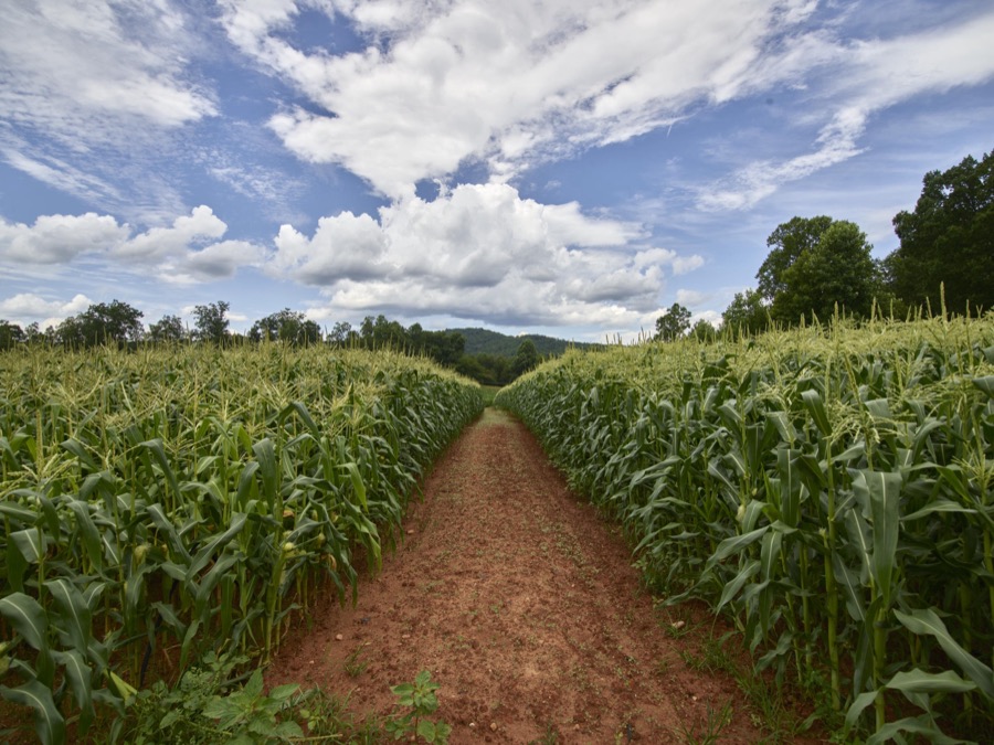 Dirt road beside a cornfield near Clarkesville in Habersham County, Georgia