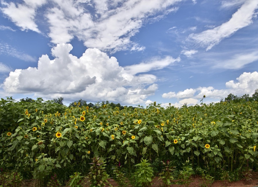 Field of sunflowers in Towns County, Georgia