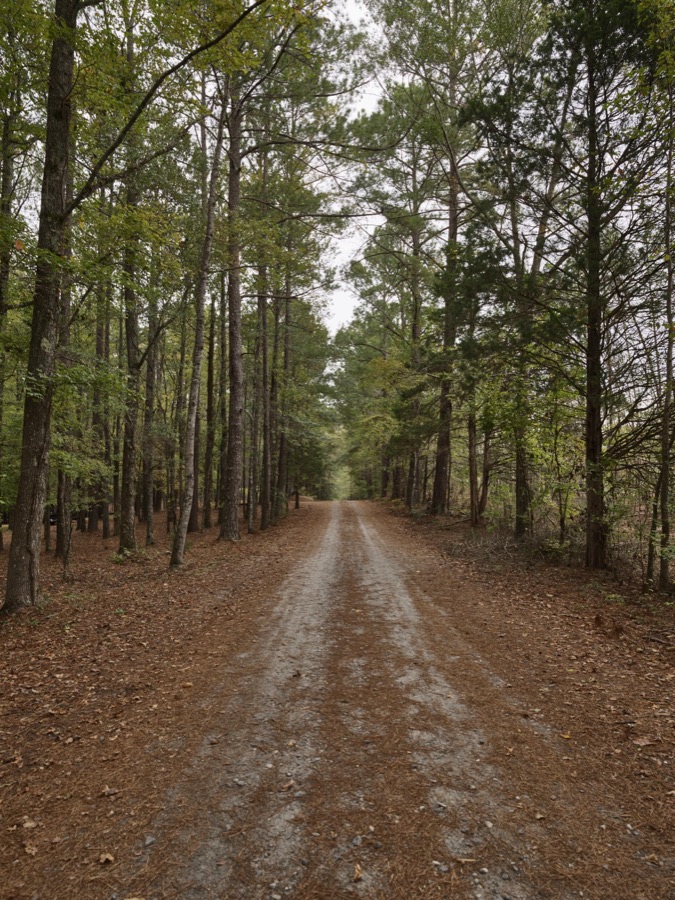 Dirt road through the pines in the unincorporated community of Pine Mountain Valley, Georgia