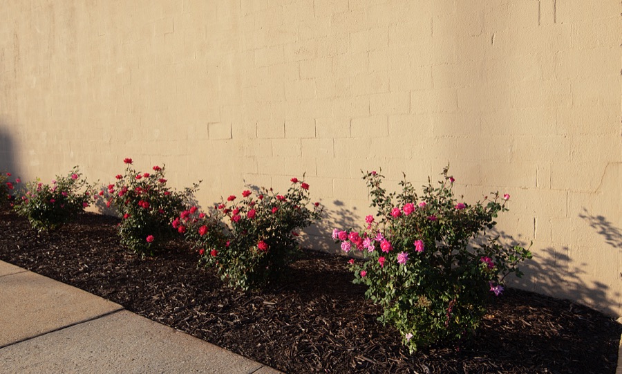 [Exterior garden of the Lewis R. Morgan Federal Building and United States Courthouse in Newnan, Georgia