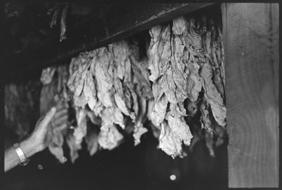 Harvesting tobacco with the Akins family, Berrien County, Georgia; Jessie Lee Smith, Tifton, Georgia
